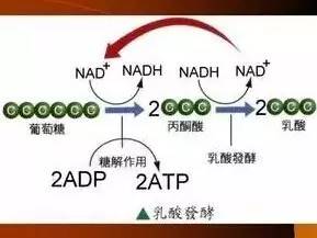 酸奶变质:流言揭秘:保质期内的酸奶一定不会变质吗? 乳酸发酵途径示意图