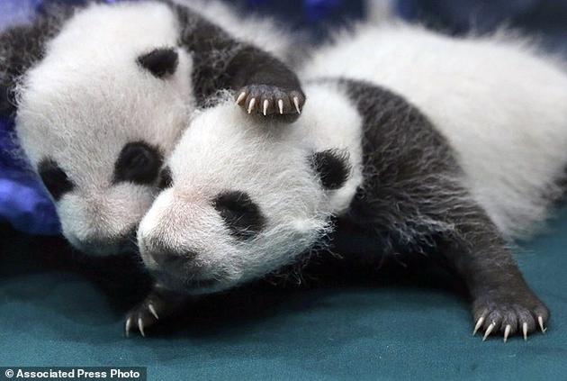 许多动物保护组织对大熊猫数量的反弹感到振奋不已,因为这不仅仅是中国长期不懈努力的结果,也是全球保护运动的重大成果之一。