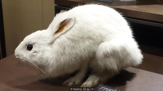 图为一只日本野兔标本。