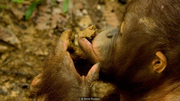 图为一头名叫Kikan的红毛猩猩正在吃土。