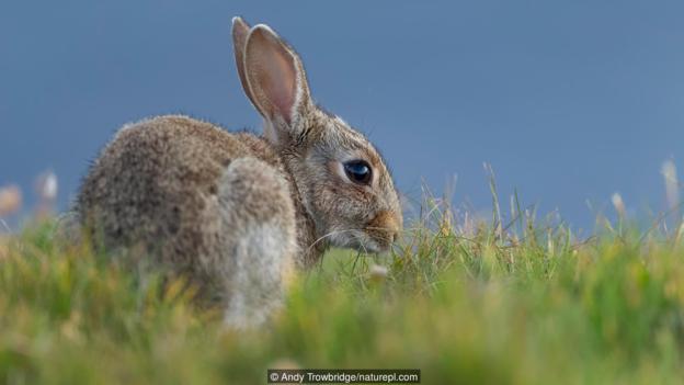 图为一只欧洲兔正在吃草。