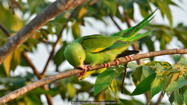 图为黄翅斑鹦哥。