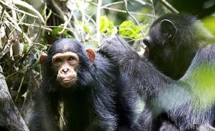 黑猩猩会教子女用工具抓白蚁