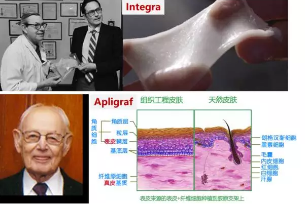 burke医生;下:第一个组织工程产品"人造皮肤"apligraf发明者eugene