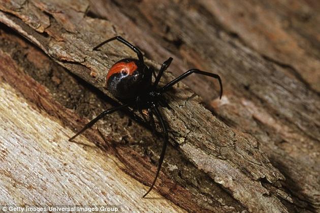 在寇蛛属(Latrodectus)的两个物种中，雄性蜘蛛发展出了一个狡猾的策略——与尚未成熟到“性食同类”阶段的雌性交配——来避免被雌性吃掉的噩运。图中是红背蜘蛛。