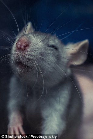 研究人员发现，当老鼠被挠痒逗弄时，会发出一种超声波“笑声”。