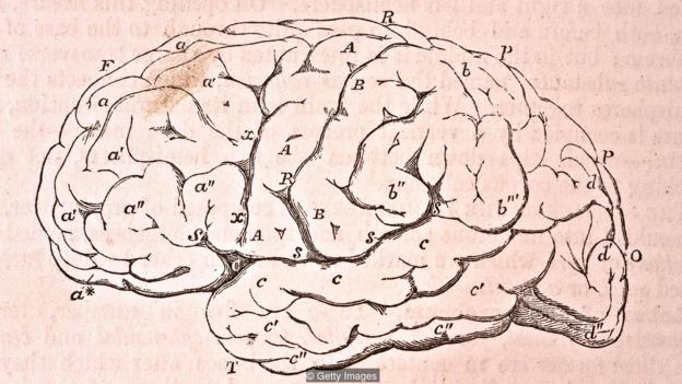 我们的大脑有将近1千亿个神经元，因此人脑相对身体来说可谓非常庞大。