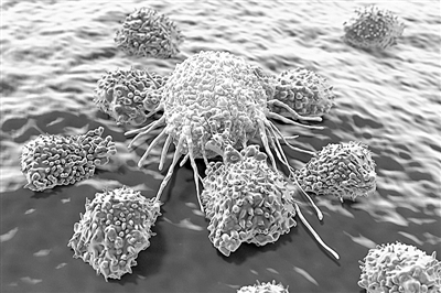 白血细胞围攻癌细胞

　　图片来源：Science Photo Library