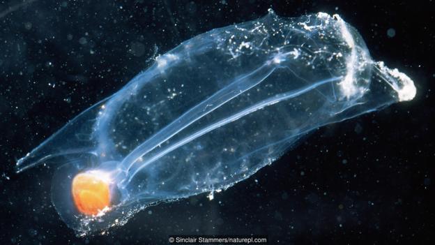 一种海鞘（学名为Salpa maxima）的幼体，可以看到它的“脊索”
