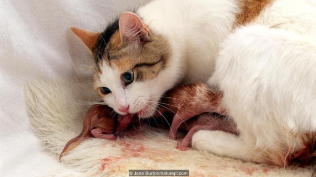 一只产仔后的家猫正在吃掉自己的胎盘