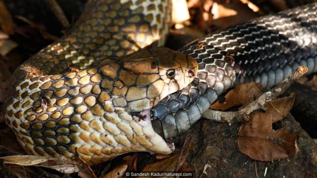 这条雄性眼镜王蛇（学名：Ophiophagus hannah）正在吞下一条雌蛇。蛇会不会吞下自己的尾巴呢？