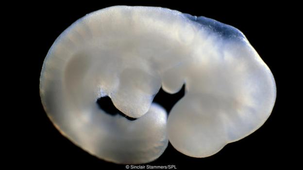 创造嵌合体生物需要将一种生物的细胞注入另一种生物钟。