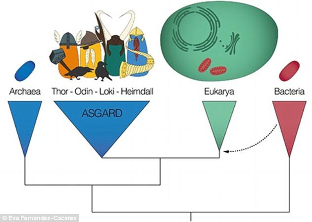 研究人员认为，他们已经确定了地球上所有复杂生命共同的微生物祖先。这些微生物全都以北欧神话中的神祗命名，分别叫做洛基（Loki）、索尔（Thor）、奥丁（Odin）和海姆达尔（Heimdall），全都属于阿斯加德古细菌（Asgard，北欧神话中的仙宫）。一项最新研究显示，它们可能是地球上所有复杂生命的起源。
