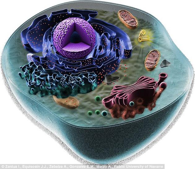 从植物到动物，甚至包括真菌，地球上的每一个复杂生命体都由真核细胞构成。这些细胞中含有被膜包裹的遗传物质，还有线粒体或叶绿体等细胞器。图为一枚动物细胞。