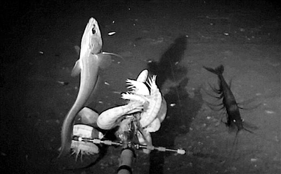 马里亚纳海沟发现海底新物种：似虾体长28厘米