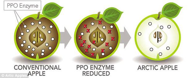 普通苹果的细胞在受损破裂之后，内部的多酚氧化酶就会开始发挥作用，引起被称为“酶促氧化褐变”的化学反应，使苹果果肉迅速变成褐色。然而，“北极苹果”却不含多酚氧化酶，因为负责制造这种酶的基因被“静默”了。