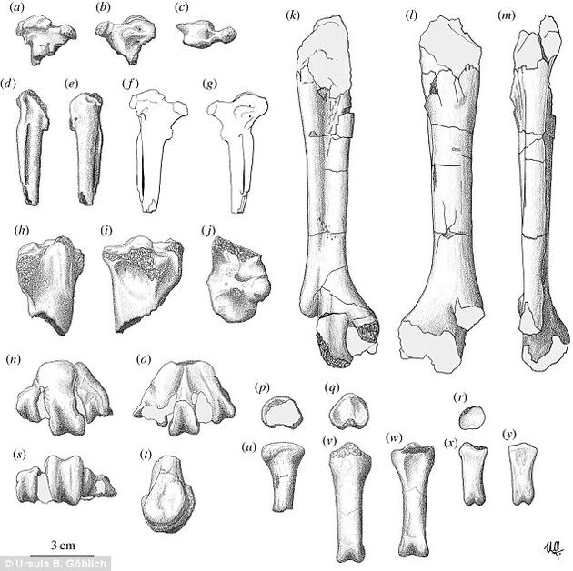 图为科学家绘制的该鸟类骨头示意图。腕骨结节是现代鸟类腕骨处的一块凸起物，鸟类用它来击退敌人、争抢领地。