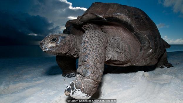 一只阿尔达布拉象龟(学名:aldabrachelys gigantea)