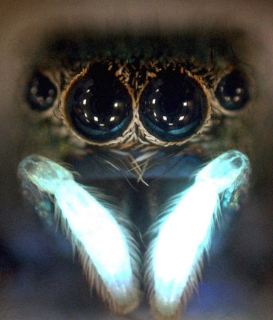 һѧΪCosmophasis umbratica 룬ԳԱܷĸ֫ԵĿ