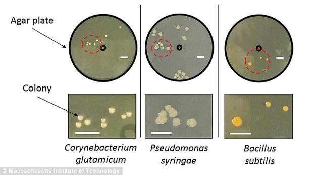 科学家将三种土壤微生物(谷氨酸棒状杆菌、丁香假单胞杆菌和枯草芽孢杆菌)在培养皿中培育了两天。培养皿中央的黑圈代表雨水滴落在土壤上的位置,周围的黄点则为细菌繁殖的位置。