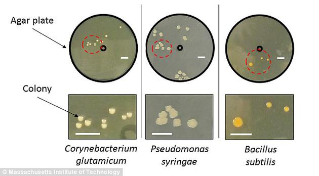 科学家将三种土壤微生物（谷氨酸棒状杆菌、丁香假单胞杆菌和枯草芽孢杆菌）在培养皿中培育了两天。培养皿中央的黑圈代表雨水滴落在土壤上的位置，周围的黄点则为细菌繁殖的位置。