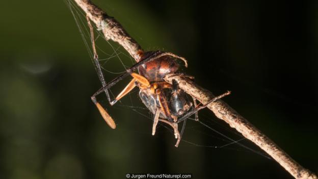 被蛇形虫草属真菌感染,已经死亡的蚂蚁(学名:Formicidae sp.)