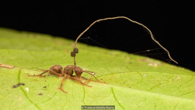 被偏侧蛇虫草菌(学名:Ophiocordyceps unilateralis)感染的弓背蚁