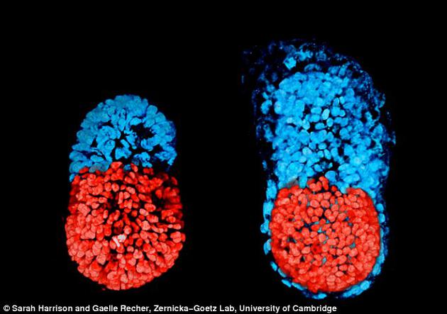 左图为发育了96小时的胚胎，右图为从胚泡期算起、在实验室中培育了48小时的胚胎。研究人员称两者高度相似，此次研究取得圆满成功。