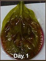 科学家先用洗液去除菠菜叶上的植物细胞，只留下叶脉。