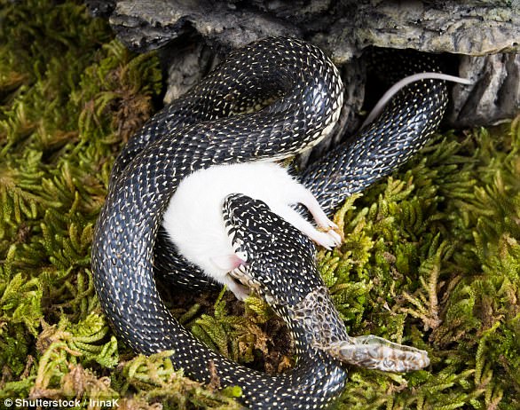 研究显示，绞杀型蛇类的致命缠绕主要为了限制猎物的血液流动。图中是一条正在捕食老鼠的加州王蛇Holbruka亚种（学名：Lampropeltis getula holbrooki）