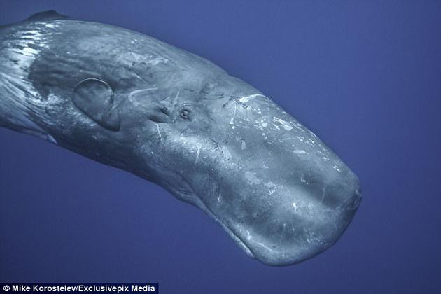抹香鲸智力超群，并且拥有强有力的尾巴，瞬间就可以给虎鲸沉重一击。