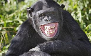 大猩猩在野外看到VR相机，竟然……