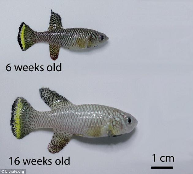 16周龄的鱼（下）不仅延长了寿命，还具有了与6周龄年轻鱼（上）类似的活跃水平，它们在鱼缸里快速游动的频率要比其他同样年龄的鱼高得多。