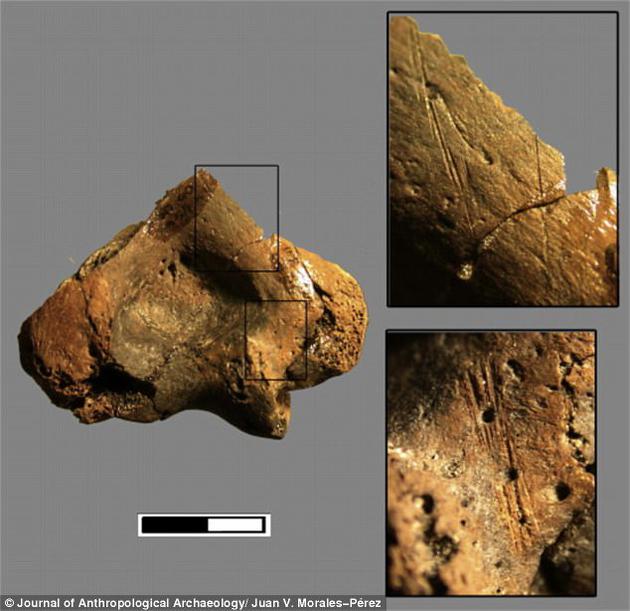 在古人类骨骼上识别出的疑似人类牙齿啃咬痕迹与那些古人类常常捕食的猎物，比如鹿、狐狸、山羊等的骨骼上发现的人类牙齿啃咬痕迹基本完全一致