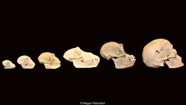 从左至右分别是成年雄性狐猴、黑长尾猴、长臂猿、狒狒、黑猩猩和人类的头骨