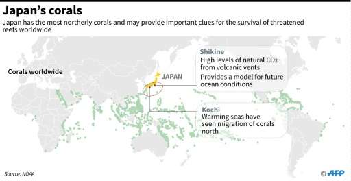 日本的珊瑚或许可以为世界其它地方的海洋生物提供重要的生存秘方。
