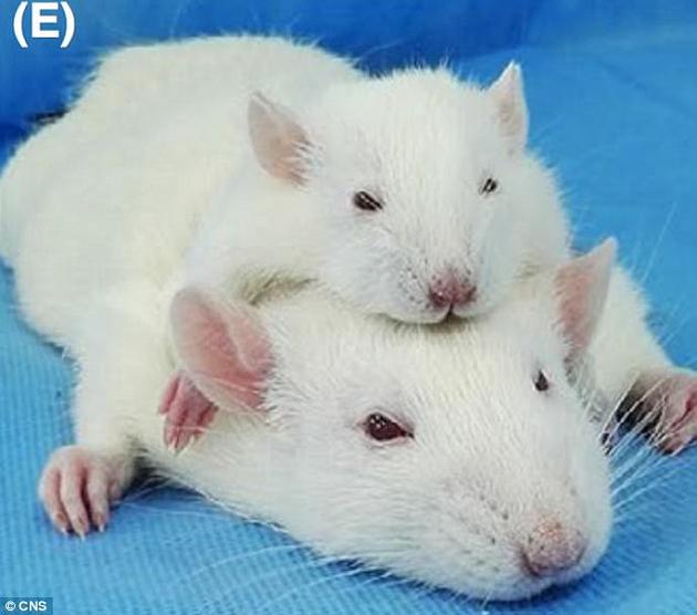 这些“双头鼠”平均存活了36小时。实验期间，提供头部的小老鼠并没有出现与失血有关的大脑损伤症状。