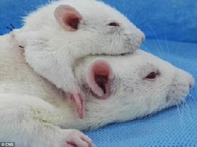 在这项令人略感不适的实验中，卡纳维罗的合作伙伴、中国哈尔滨医科大学附属第二医院的任晓平教授将一些较小老鼠的头部移植到另一些较大老鼠的背上，并使这些“双头鼠”平均存活了36小时。