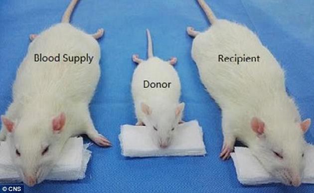 科学家在每次手术中都使用了3只老鼠：一只体型较小的老鼠作为“捐献鼠”，另两只较大的老鼠分别作为“接受鼠”和“血液提供鼠”。