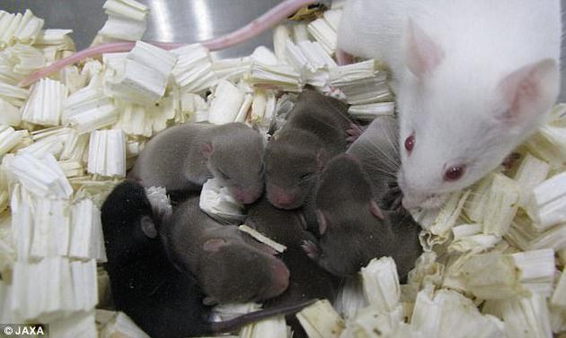 此次实验所用的老鼠精子曾经在国际空间站冷冻保存长达9个月。