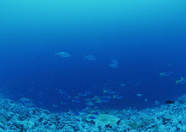 高清海底图片