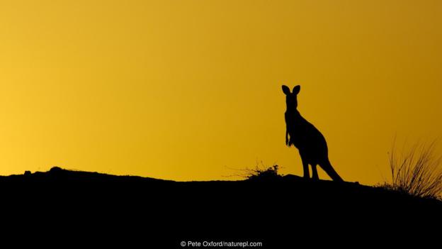 什么动物寿命最长 东部灰大袋鼠(学名:Macropus giganteus)