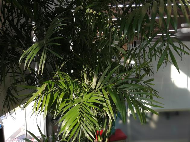 荣耀9评测:荣耀9评测:综合性能的实力派颜值只是它的附加项 荣耀9日常拍照样张