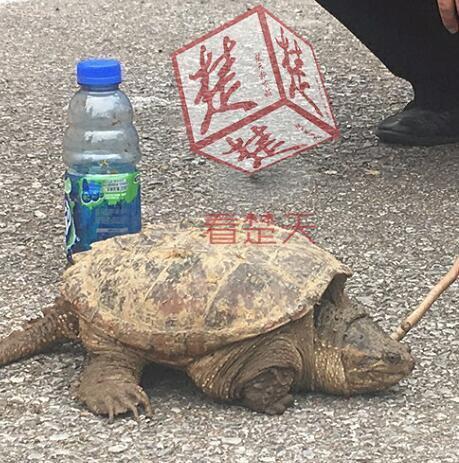 登录查看大图