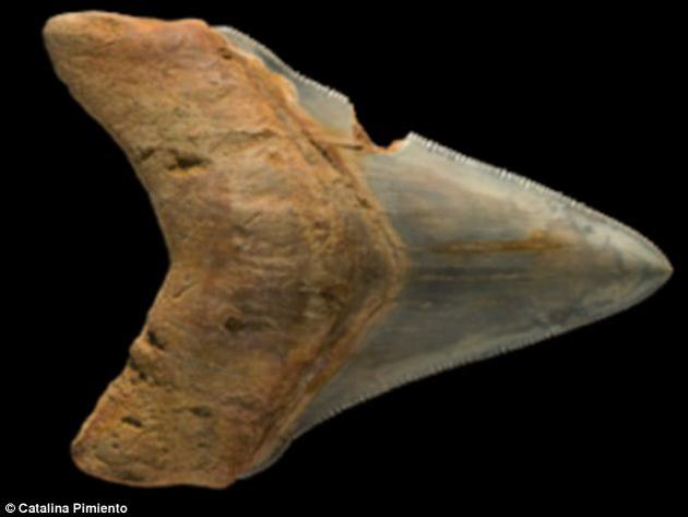 研究人员分析的一颗鲨鱼牙齿化石
