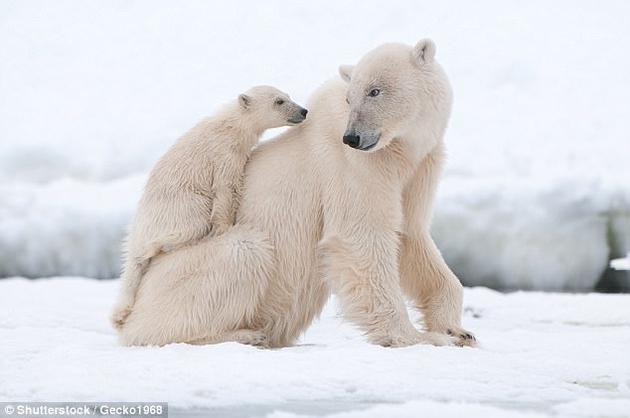 尽管有许多物种消失，但新的生命形式，如北极熊等，在接下来的更新世中也不断出现。