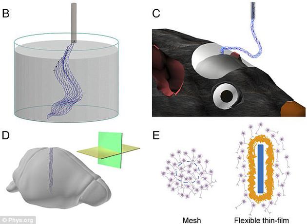 图B是网眼电子技术的原理图，独立网眼电子结构漂浮在水性溶液中，可以装在一个玻璃针中。图C是网眼电子物注入老鼠大脑，部分网眼结构下垂进入老鼠大脑。