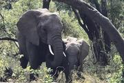 有只远在非洲的大象，马云将它命名为“杭州”