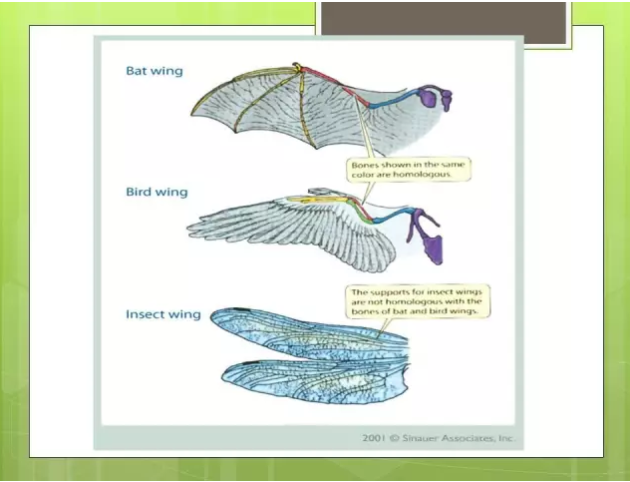 蝙蝠和鸟类的翅膀都是由相同的器官发育而来，昆虫的翅膀和它们仅仅是功能类似