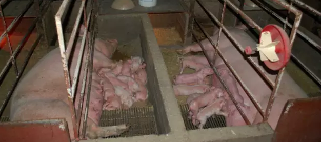 工厂化农场中的猪和幼崽。图源：Brightside Farm Sanctuary